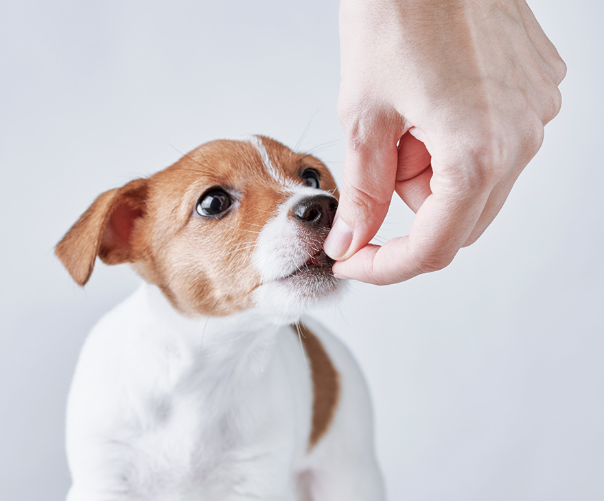 犬イメージ